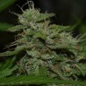 Семена конопли  Burana feminised Bang Seeds Семена конопли  Burana feminised Bang Seeds