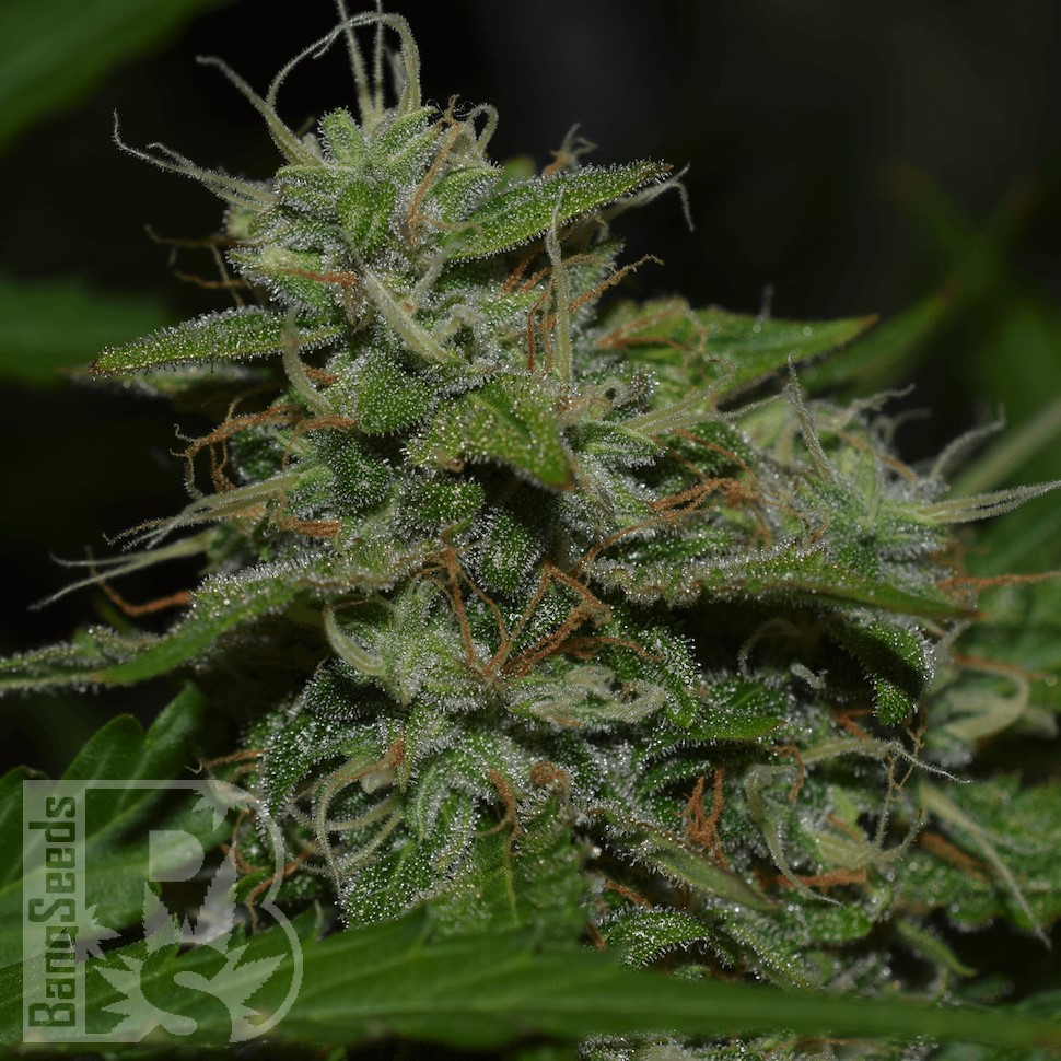 Семена конопли  Burana feminised Bang Seeds Семена конопли  Burana feminised Bang Seeds