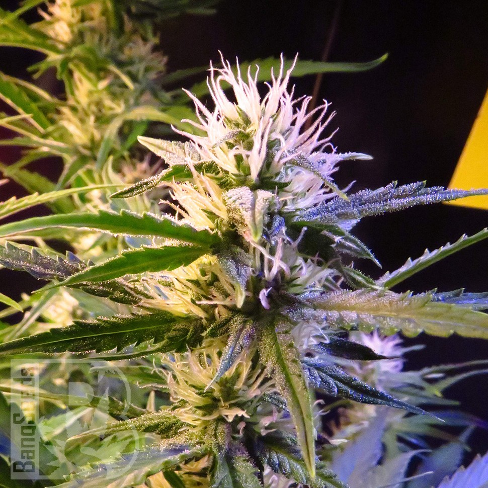 Семена  Auto Diesel Ryder feminised Ganja Seeds