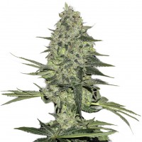 Easy Ryder feminised Ganja Seeds