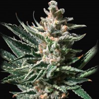 Tropicana Cookies feminised Ganja Seeds