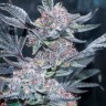 Семена марихуаны  Tropicana Cookies feminised Ganja Seeds Семена марихуаны  Tropicana Cookies feminised Ganja Seeds