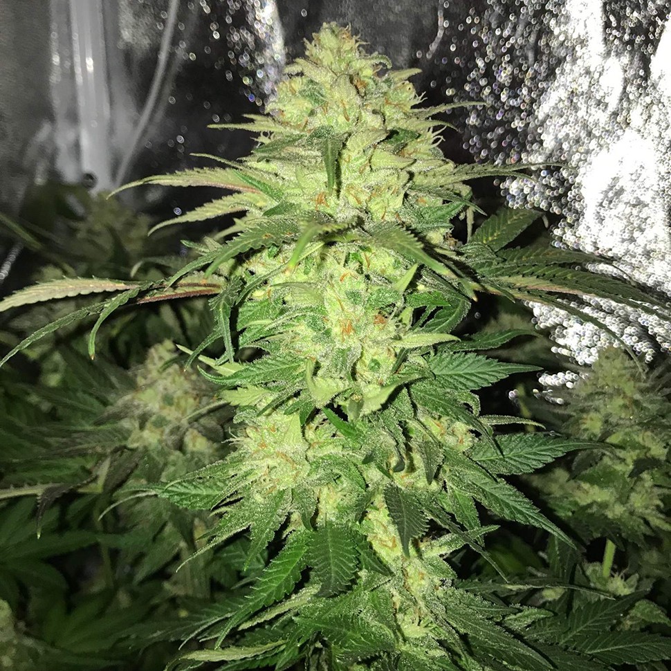 Семена каннабиса  Master Kush regular Ganja Seeds