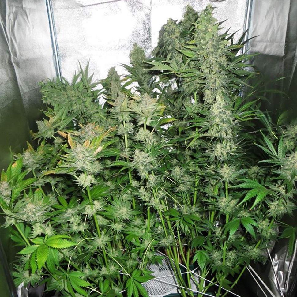 купить семена конопли интернет магазин White Skunk reg купить семена конопли интернет магазин White Skunk reg