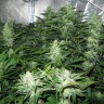 купить семена конопли f1 в оригинальной упаковке White Skunk reg купить семена конопли f1 в оригинальной упаковке White Skunk reg