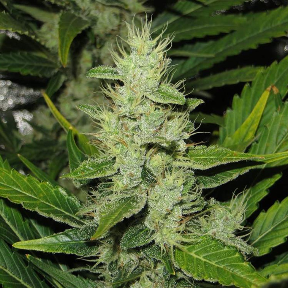 заказ семян конопли Алма-Ата White Skunk reg заказ семян конопли Алма-Ата White Skunk reg