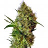 купить семена конопли Auto Skaar feminised купить семена конопли Auto Skaar feminised