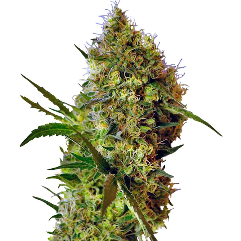 купить семена конопли Auto Skaar feminised купить семена конопли Auto Skaar feminised