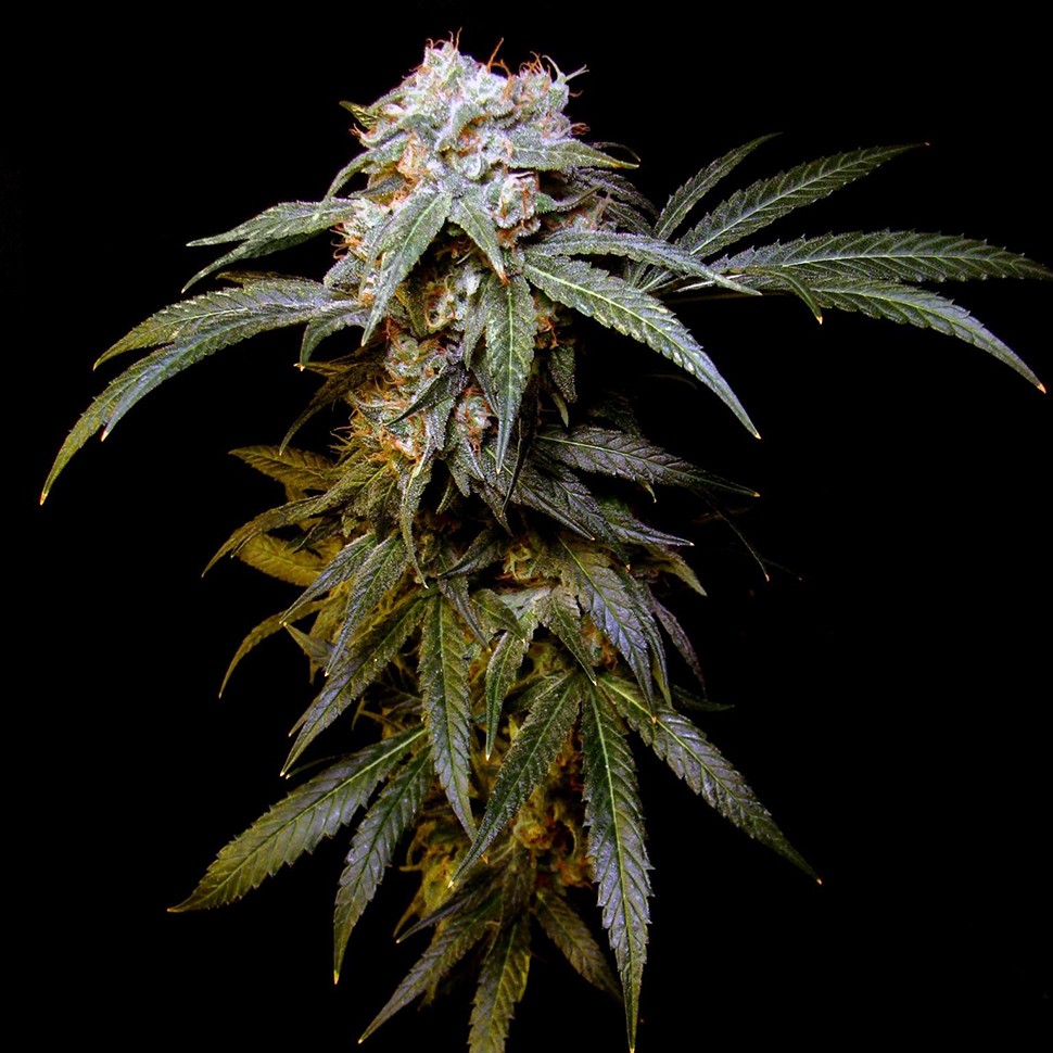 Семена ганжа  Charyn feminised Bang Seeds