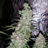 заказать хорошие семена конопли Auto Dr. Grinspoon feminised заказать хорошие семена конопли Auto Dr. Grinspoon feminised
