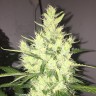 заказать на сайте семена конопли Auto Dr. Grinspoon feminised заказать на сайте семена конопли Auto Dr. Grinspoon feminised