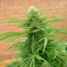 где можно заказать семена конопли Auto Dr. Grinspoon feminised где можно заказать семена конопли Auto Dr. Grinspoon feminised