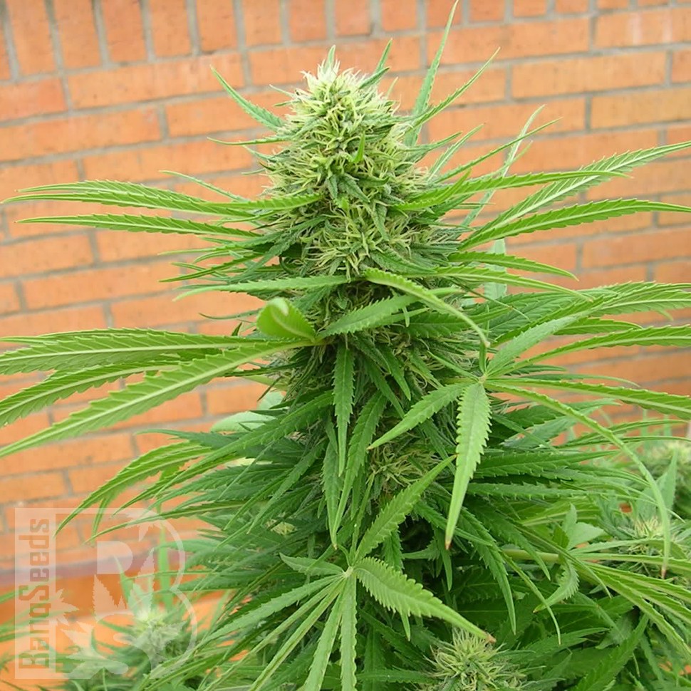 где можно заказать семена конопли Auto Dr. Grinspoon feminised где можно заказать семена конопли Auto Dr. Grinspoon feminised