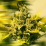 Era feminised Ganja Seeds Era feminised Ganja Seeds