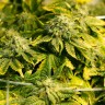 Era feminised Ganja Seeds Era feminised Ganja Seeds