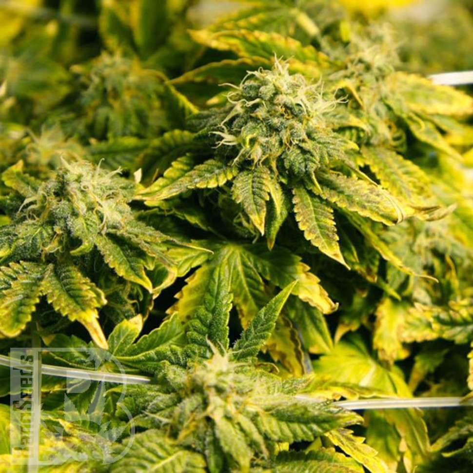 Era feminised Ganja Seeds Era feminised Ganja Seeds