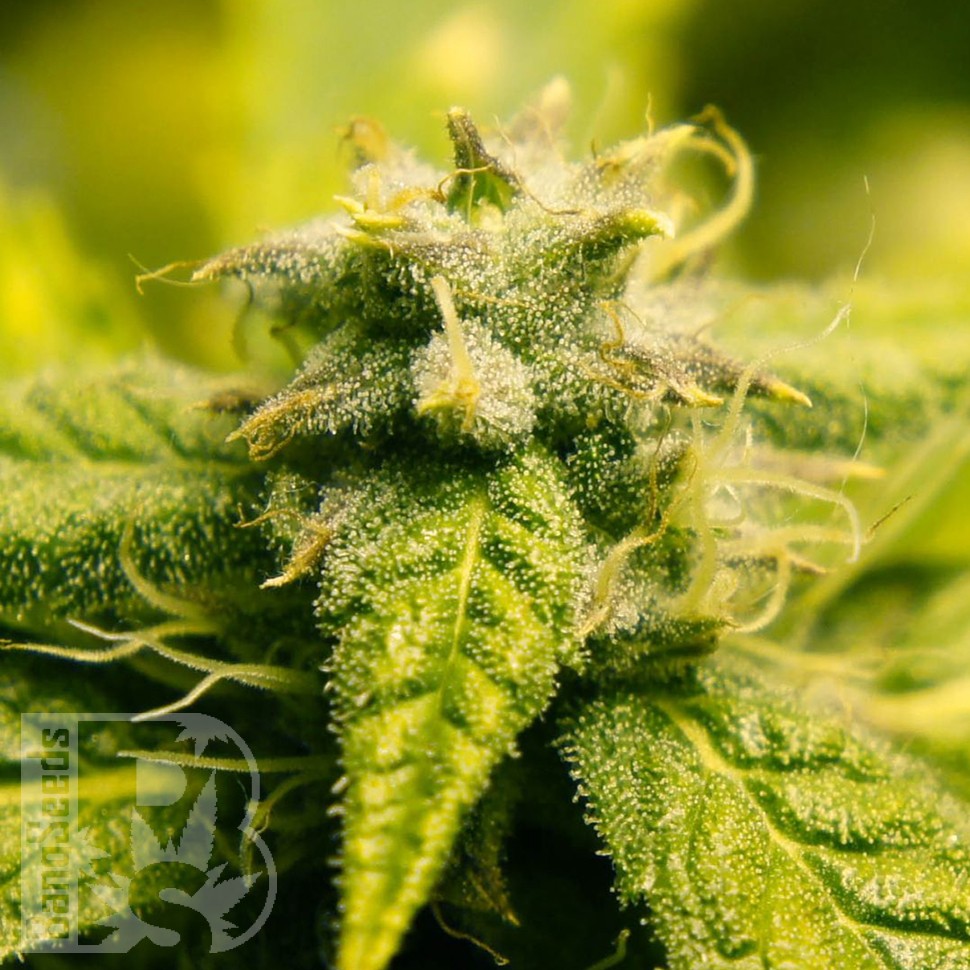 Era feminised Ganja Seeds Era feminised Ganja Seeds