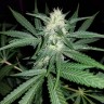 где заказать семена конопли Hash Plant reg где заказать семена конопли Hash Plant reg