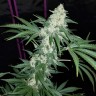 купить качественные семена конопли Hash Plant reg купить качественные семена конопли Hash Plant reg