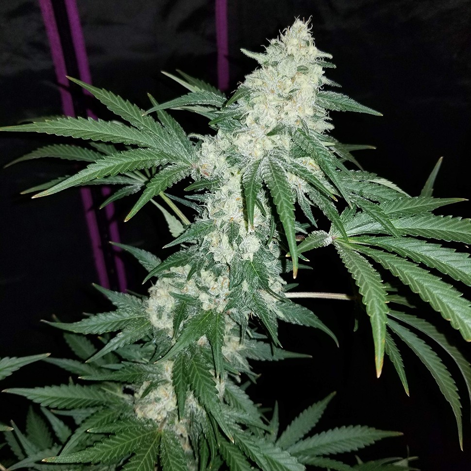 Семена марихуаны  Hash Plant regular Ganja Seeds