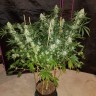 купить урожайные семена конопли Hash Plant reg купить урожайные семена конопли Hash Plant reg