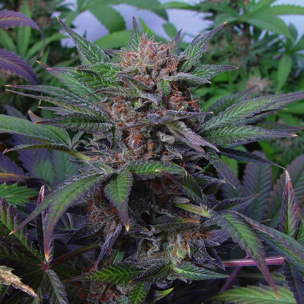 Семена конопли  Auto Somango x Blueberry feminised Ganja Seeds