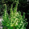 купить семена конопли интернет магазин Auto Critical feminised купить семена конопли интернет магазин Auto Critical feminised