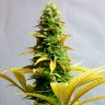 купить семена конопли автоцвет Auto Critical feminised купить семена конопли автоцвет Auto Critical feminised