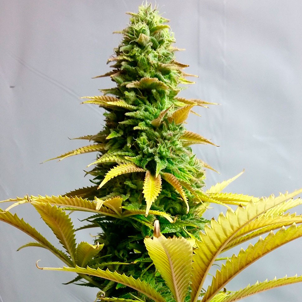 купить семена конопли автоцвет Auto Critical feminised купить семена конопли автоцвет Auto Critical feminised