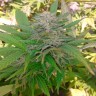 семена конопли скороспелый купить Auto Critical feminised семена конопли скороспелый купить Auto Critical feminised