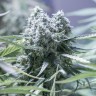 купить семена конопли элитных сортов Auto Critical feminised купить семена конопли элитных сортов Auto Critical feminised