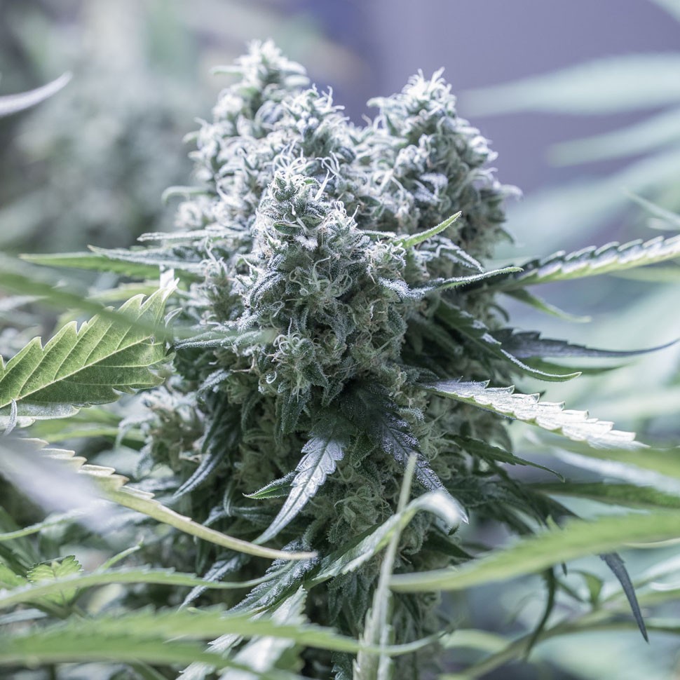 Семена  Auto Critical feminised Ganja Seeds