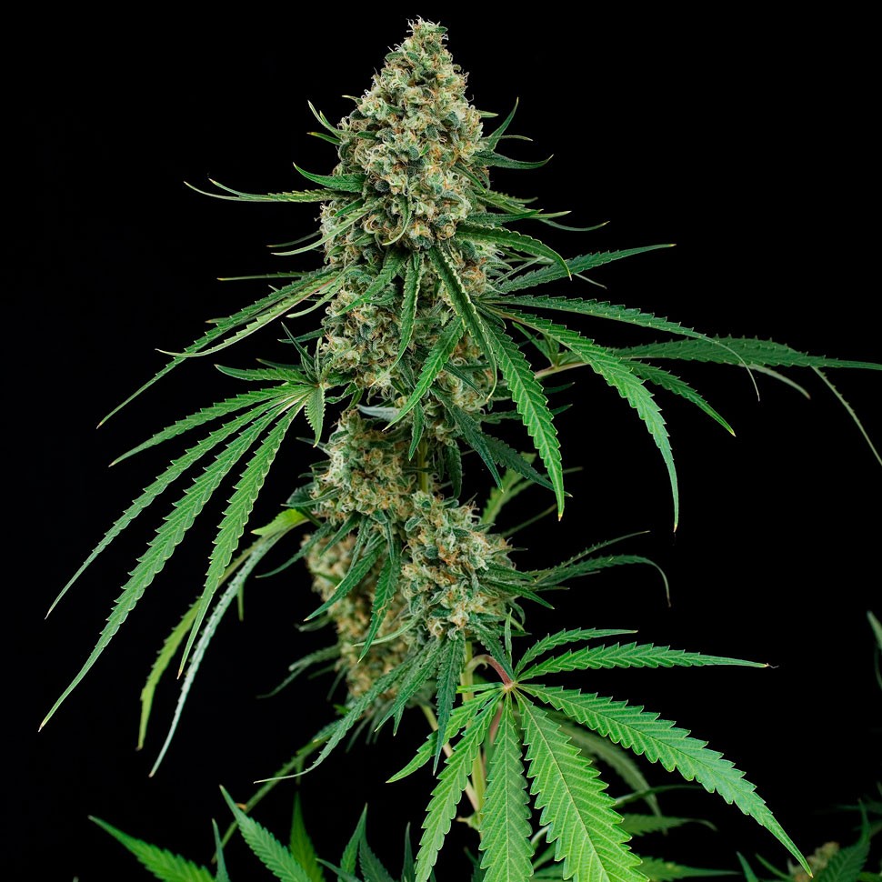 заказать семена конопли Auto Critical feminised заказать семена конопли Auto Critical feminised