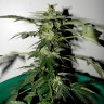 заказ семян конопли Auto Critical feminised заказ семян конопли Auto Critical feminised