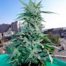 заказ семян конопли Украина Auto Critical feminised заказ семян конопли Украина Auto Critical feminised