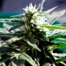 заказать семена конопли курьером Auto Critical feminised заказать семена конопли курьером Auto Critical feminised
