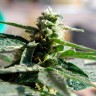 купить семена конопли автоцвет Auto Critical feminised купить семена конопли автоцвет Auto Critical feminised