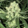 заказать семена конопли курьером Auto Super Skunk feminised заказать семена конопли курьером Auto Super Skunk feminised