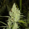 заказать хорошие семена конопли Auto Super Skunk feminised заказать хорошие семена конопли Auto Super Skunk feminised