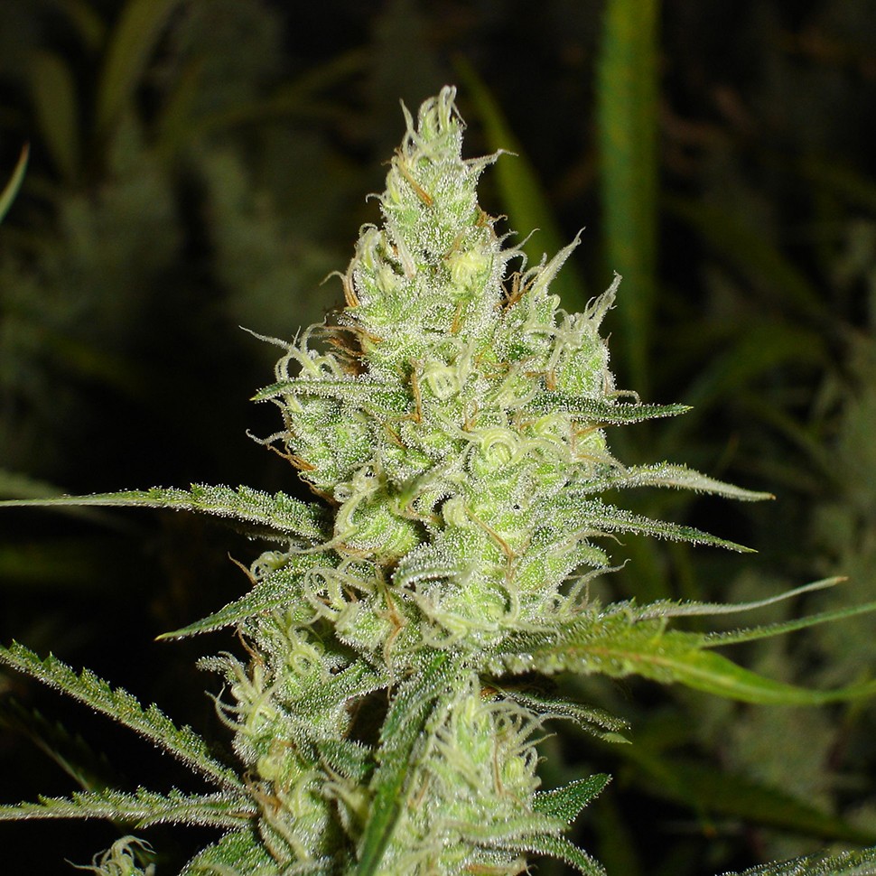 заказать хорошие семена конопли Auto Super Skunk feminised заказать хорошие семена конопли Auto Super Skunk feminised