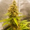 Семена конопли недорого Auto Critical Hog feminised Ganja Seeds Семена конопли недорого Auto Critical Hog feminised Ganja Seeds