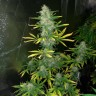 Семена конопли Auto Royal Gorilla feminised Ganja Seeds Семена конопли Auto Royal Gorilla feminised Ganja Seeds