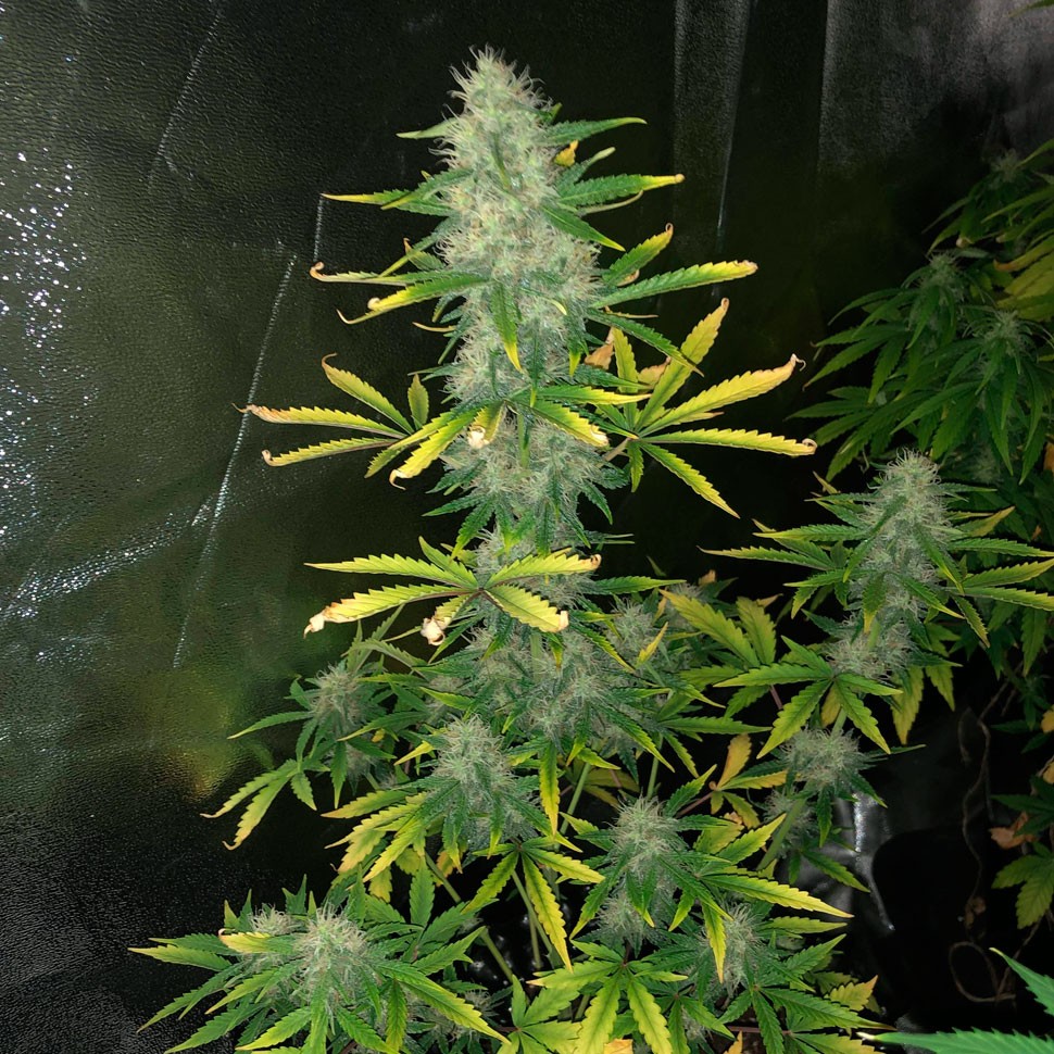Семена конопли Auto Royal Gorilla feminised Ganja Seeds Семена конопли Auto Royal Gorilla feminised Ganja Seeds