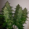 Семена марихуаны Auto Royal Gorilla feminised Ganja Seeds Семена марихуаны Auto Royal Gorilla feminised Ganja Seeds