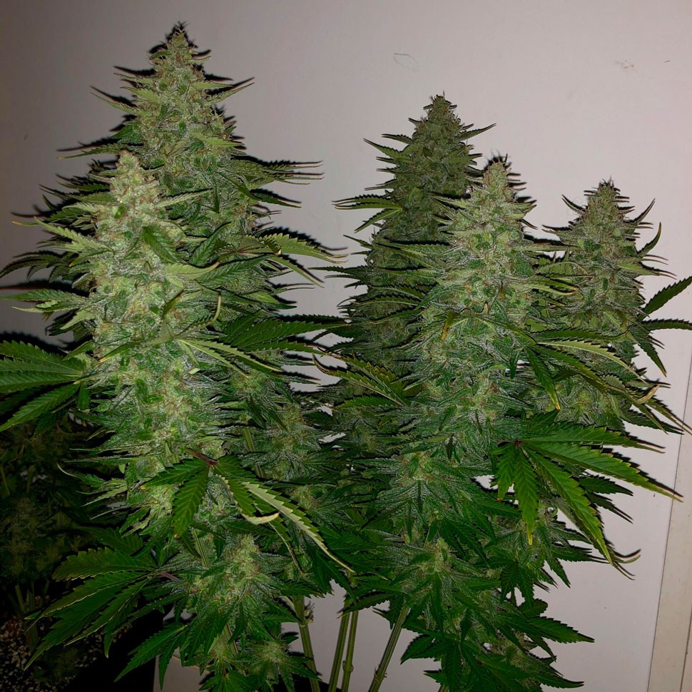 Семена каннабиса  Auto Royal Gorilla feminised Ganja Seeds