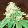 Flowerbomb Kush feminised Ganja Seeds Flowerbomb Kush feminised Ganja Seeds