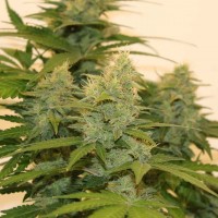 Auto Roadrunner regular Ganja Seeds