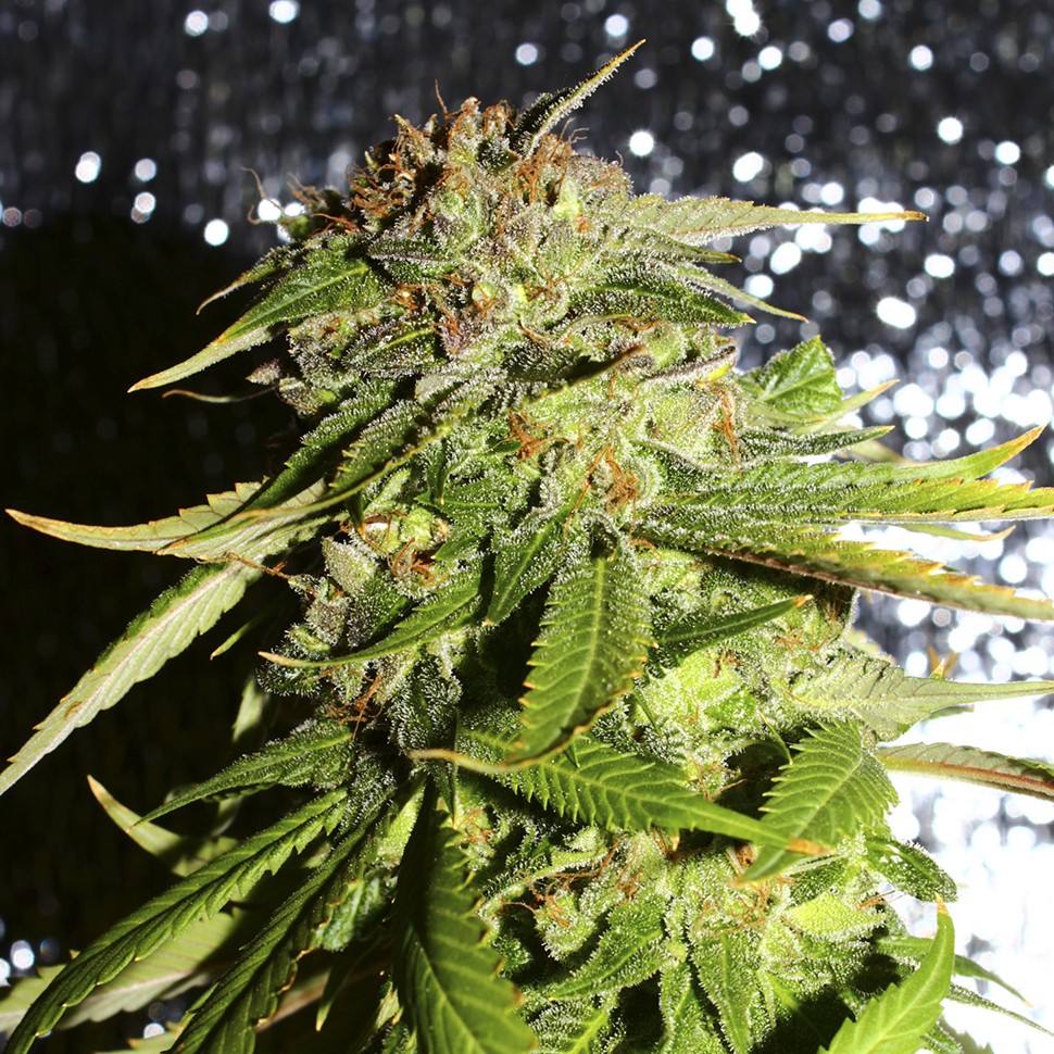 Семена ганжа  Afghani #1 feminised Ganja Seeds