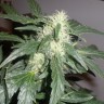 купить семена конопли Auto White Russian feminised купить семена конопли Auto White Russian feminised