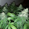 купить семена конопли в Казахстане Auto White Russian feminised купить семена конопли в Казахстане Auto White Russian feminised